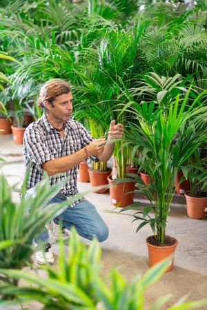 Man buyer view leaf of palm areca houseplant in store for amateur gardeners.の写真素材