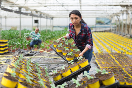 gardeners holding a trays with pots of flowersの写真素材