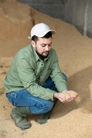 Farmer checking quality of soybean hulls for livestock feedingの写真素材