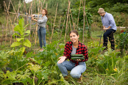 Young woman harvesting cucumbers with her family in field
