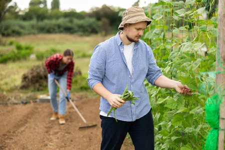 Male farmer harvests beans on plantation