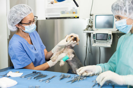 Veterinary female doctor and guy assistant carry out examination and treatment of Yorkshire terrierの写真素材