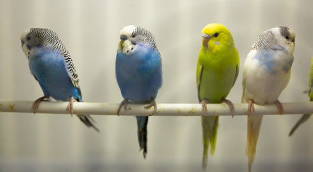 Variegated multi-colored budgerigarsの写真素材