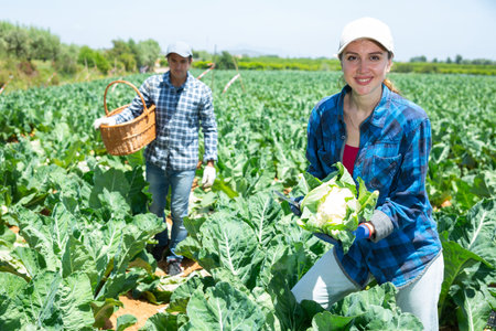 Female farmer working in a farm field, harvesting cauliflower cabbage on sunny spring day