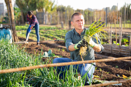 Adult man caring for plants in garden with another worker in backgroundの写真素材
