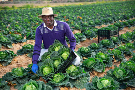 Man farmer holding box full of cabbageの写真素材