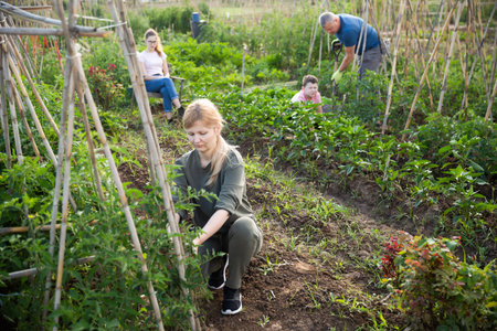 Woman fixing tomato plants on supports on vegetable patch
