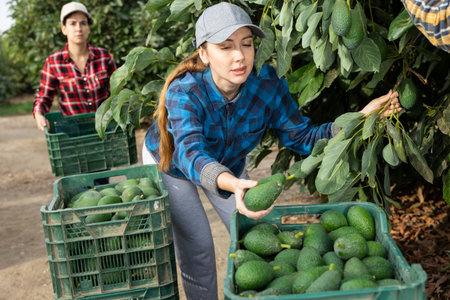 Positive farmer woman picking avocados in gardenの写真素材