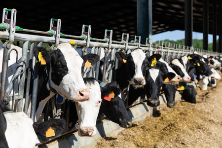 Holstein cows eating hay in stall on livestock farmの写真素材
