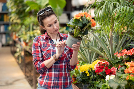 Adult woman choosing begonia in flower shopの写真素材