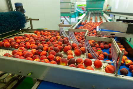 Fresh peaches on conveyor