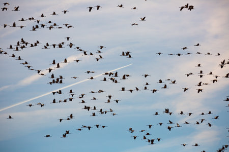 Flock of cranes flying in skyの写真素材