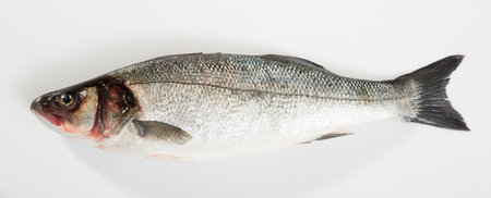 European bass on white backgroundの写真素材