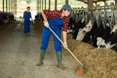 Young girl farmer working on dairy farm in cowshed, feeding cowsの写真素材