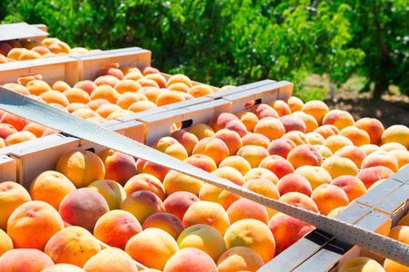 Stacks of fruit boxes with fresh ripe peachesの写真素材