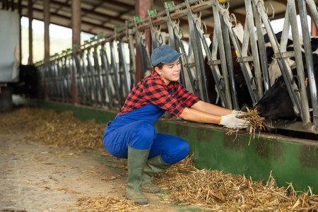 Positive girl takes armful of straw from pile with hands and gives it to cows.の写真素材