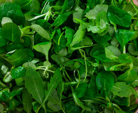 Heap of green fresh arugula leaf and canonigo or mache