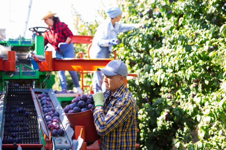 Farm worker picking plums on harvesting platform in garden