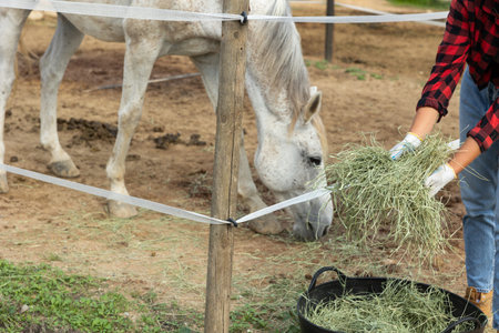 Fresh hay in woman hands for feeding racehorse on farm