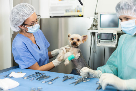 Woman veterinarian conducting examination of Yorkshire Terrier at veterinary clinicの写真素材