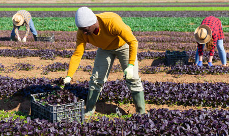African male gardener in straw hat harvesting red romaine