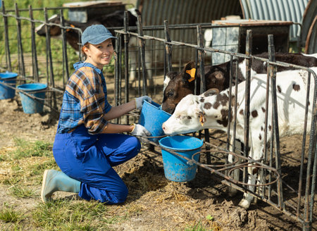 Adult woman giving calves water from bucketの写真素材