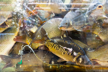 Live carps in water in hypermarketの写真素材