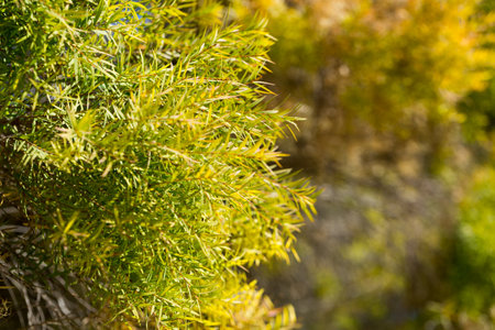 Close-up of Melaleuca linariifolia plantの写真素材