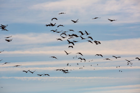 Flock of cranes flyingの写真素材