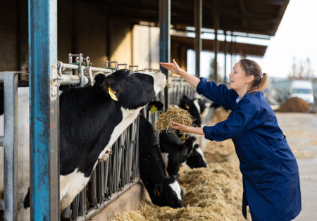 Cheerful female farmer feeding haylage and petting cow in stallの写真素材
