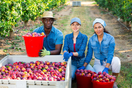 Farmers posing with harvested plums in orchardの写真素材
