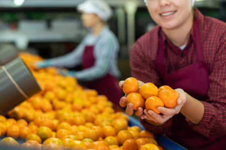 Hands of female fruit sorting factory worker holding tangerinesの写真素材