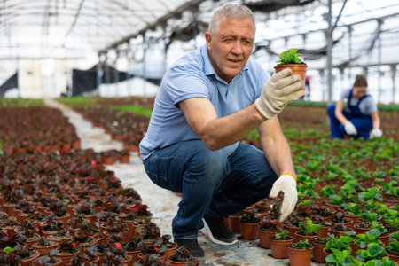 Mature male employee of wholesale warehouse of ornamental plants inspects young begonia seedlingsの写真素材