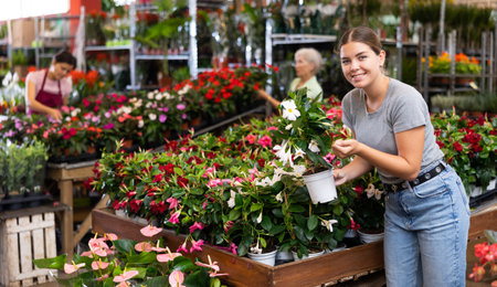 Young woman customer choosing mandevilla in flower-pots in open-air plants marketの写真素材