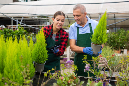 Gardeners man and woman caring for a plant Thuja occidentalis in pots in glasshouseの写真素材