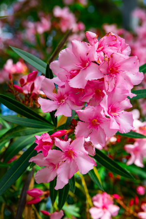 Blossoming pink flowers of oleander in garden