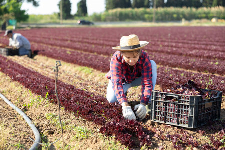 Young female worker harvesting red lettuce at farm plantationの写真素材