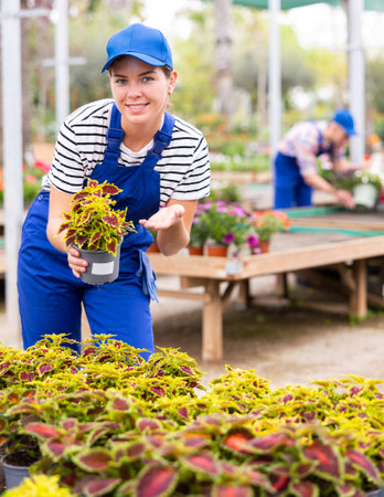 Female florist showing colorful potted Solenostemon scutellarioides at garden marketの写真素材