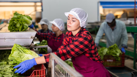 Skilled female worker of vegetable processing factory checking fresh green lettuce on conveyor belt of sorting production line and packing into boxesの写真素材