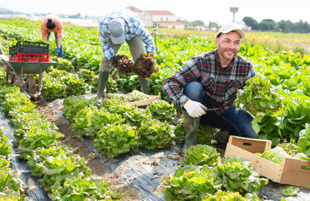 Positive man farmer harvesting lettuce on fieldの写真素材