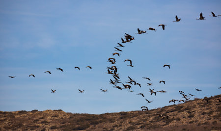 Migration of flock of cranes in the skyの写真素材