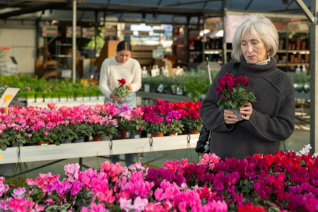 Senior woman buy potted cyclamen plant in shopの写真素材