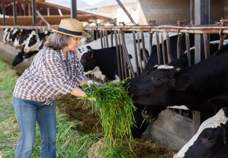 Adult female farmer working on dairy farm, feeding cowsの写真素材