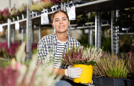 Young woman choosing blooming potted heather at flower marketの写真素材
