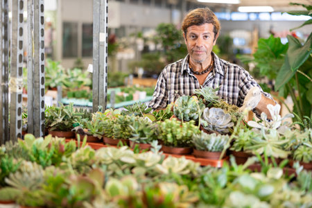 Male florist arranging potted succulents on rack in greenhouseの写真素材