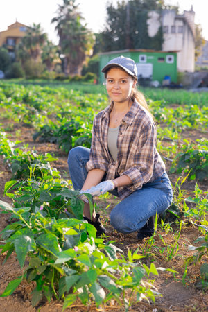 Young woman harvesting bell peppers in fieldの写真素材