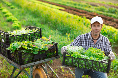 Adult man harvesting lettuce in field