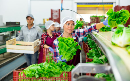 Female worker sorting lettuce on vegetable processing factoryの写真素材