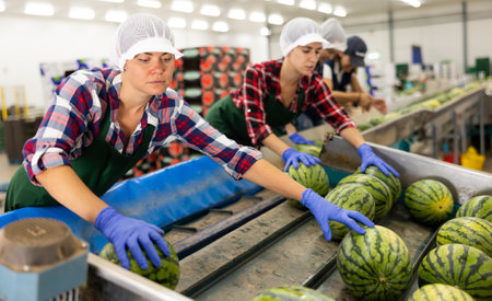Vegetable factory workers sorting watermelons on conveyor lineの写真素材