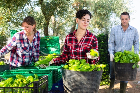 Positive agriculturists sorting harvested green pepperの写真素材
